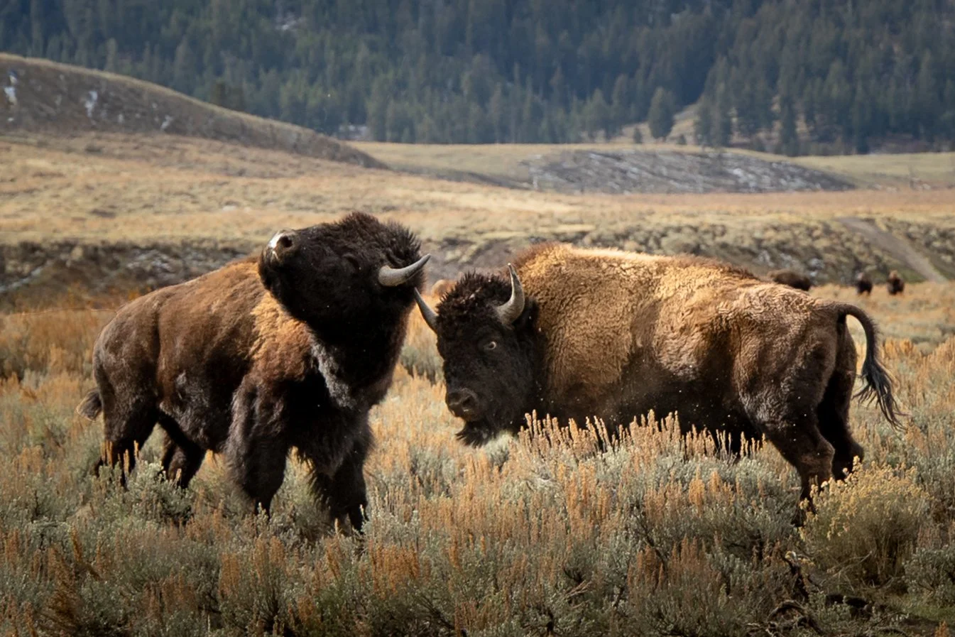 Bison Fight NEWEST.jpg