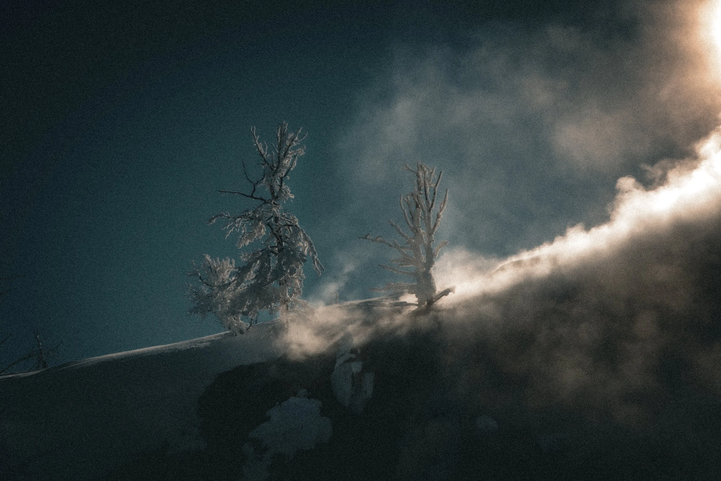 Snow-covered trees on a steep slope with clouds or mist around them.