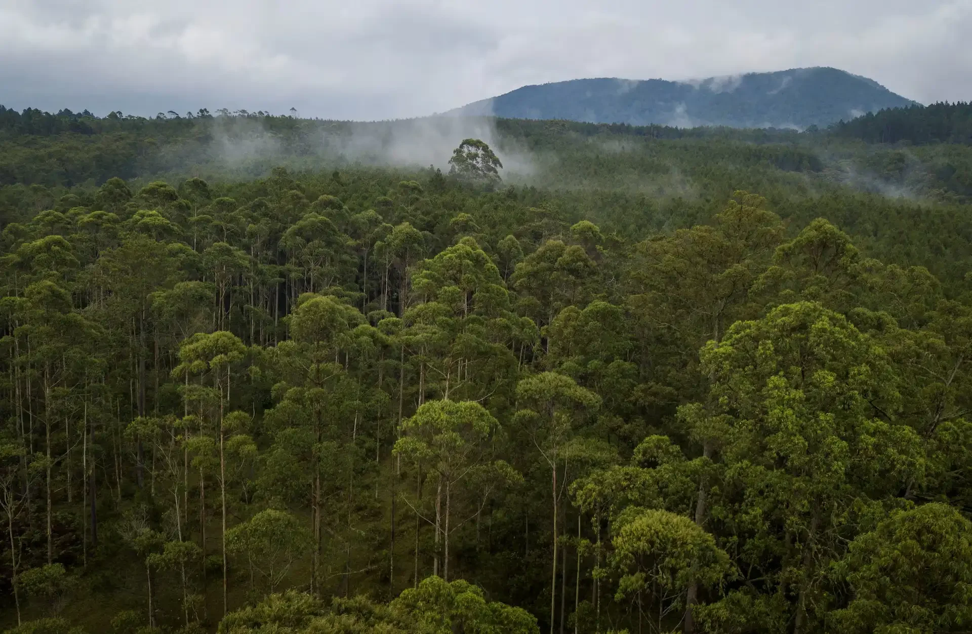 Forestry & Seismic Response.webp