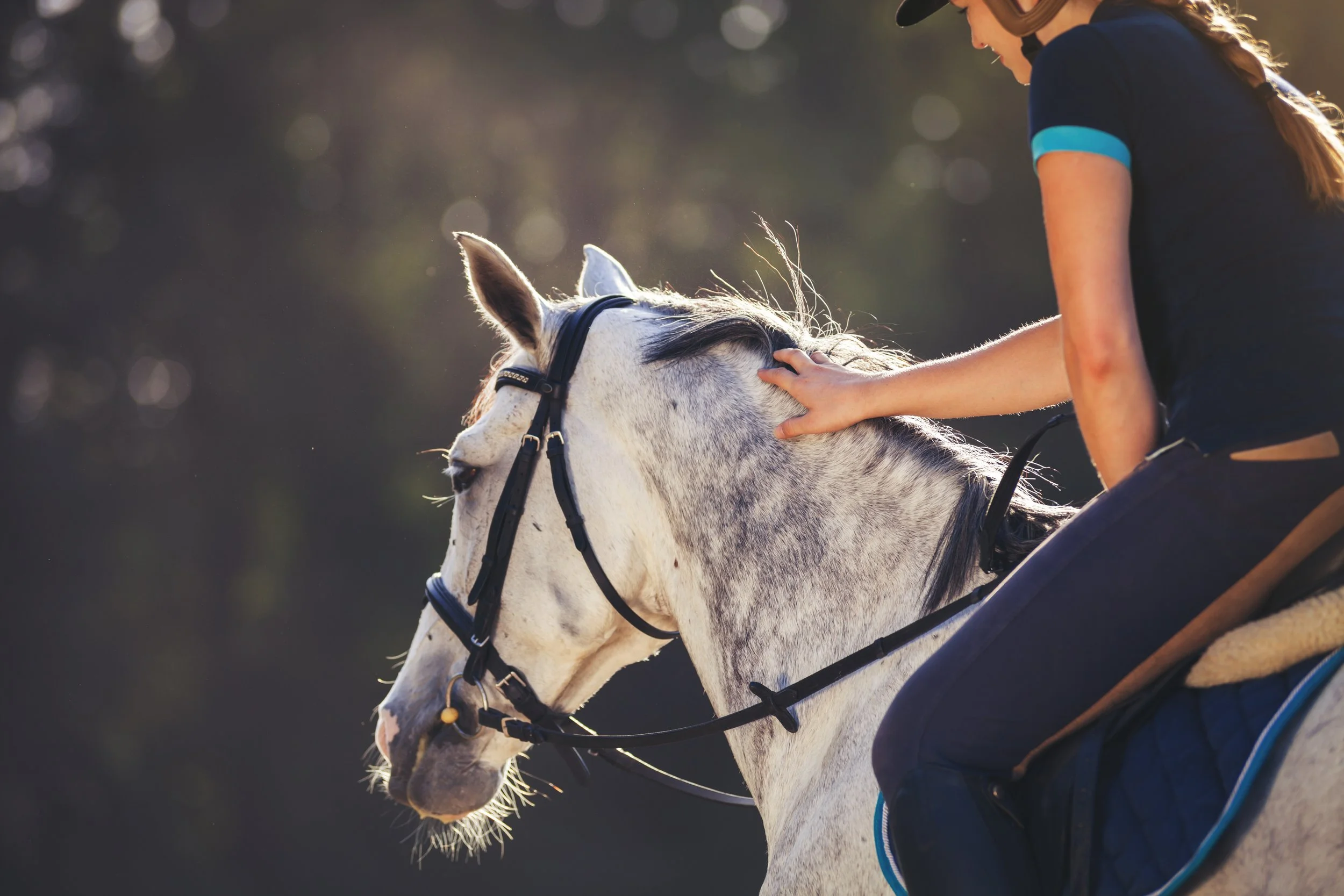A person riding a white horse, wearing riding gear and a helmet, outdoors with sunlight filtering through the trees in the background.