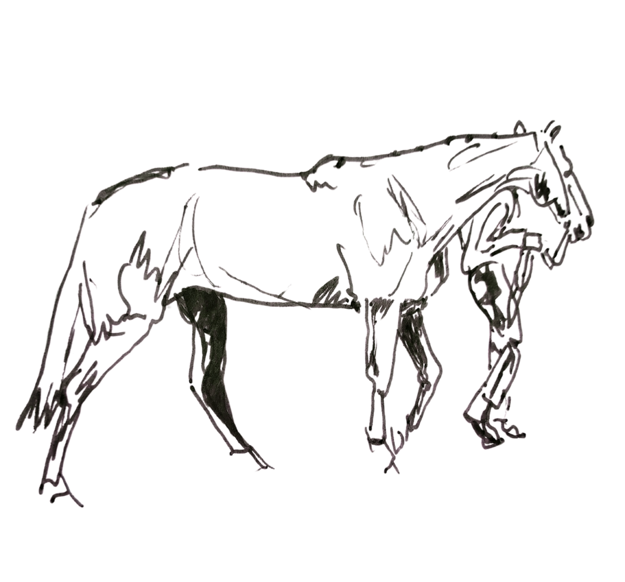 Series 1: Reading the Horse