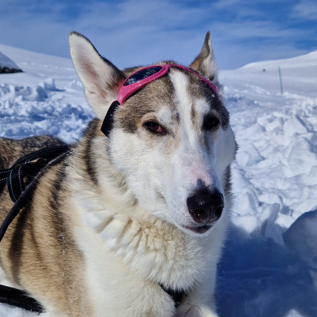 Close-up of a alaska husky wearing pink goggles that doesnt work, lying in snow with a snowy landscape and blue sky in the background.