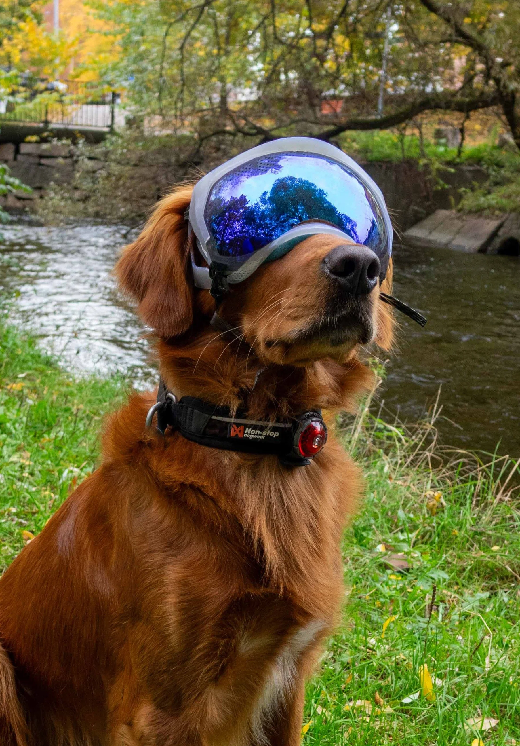 A golden retriever dog wearing protective goggles and a collar with a red light, sitting by a river with trees and autumn foliage in the background.
