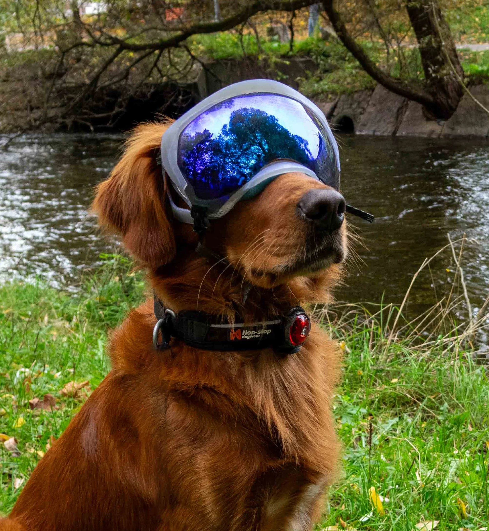 A golden retriever wearing the Meeko prototype goggles and a black collar with a red light, sitting by a river with trees in the background.