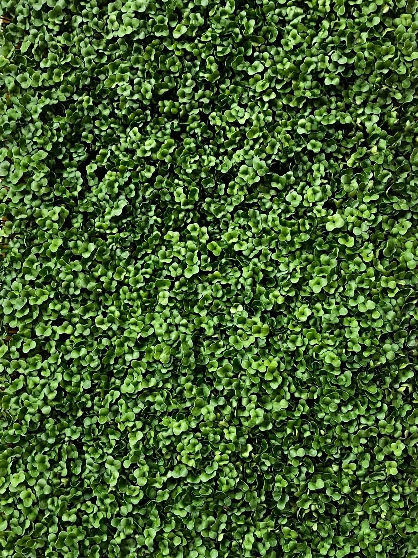 Broccoli Microgreens (2 oz)
