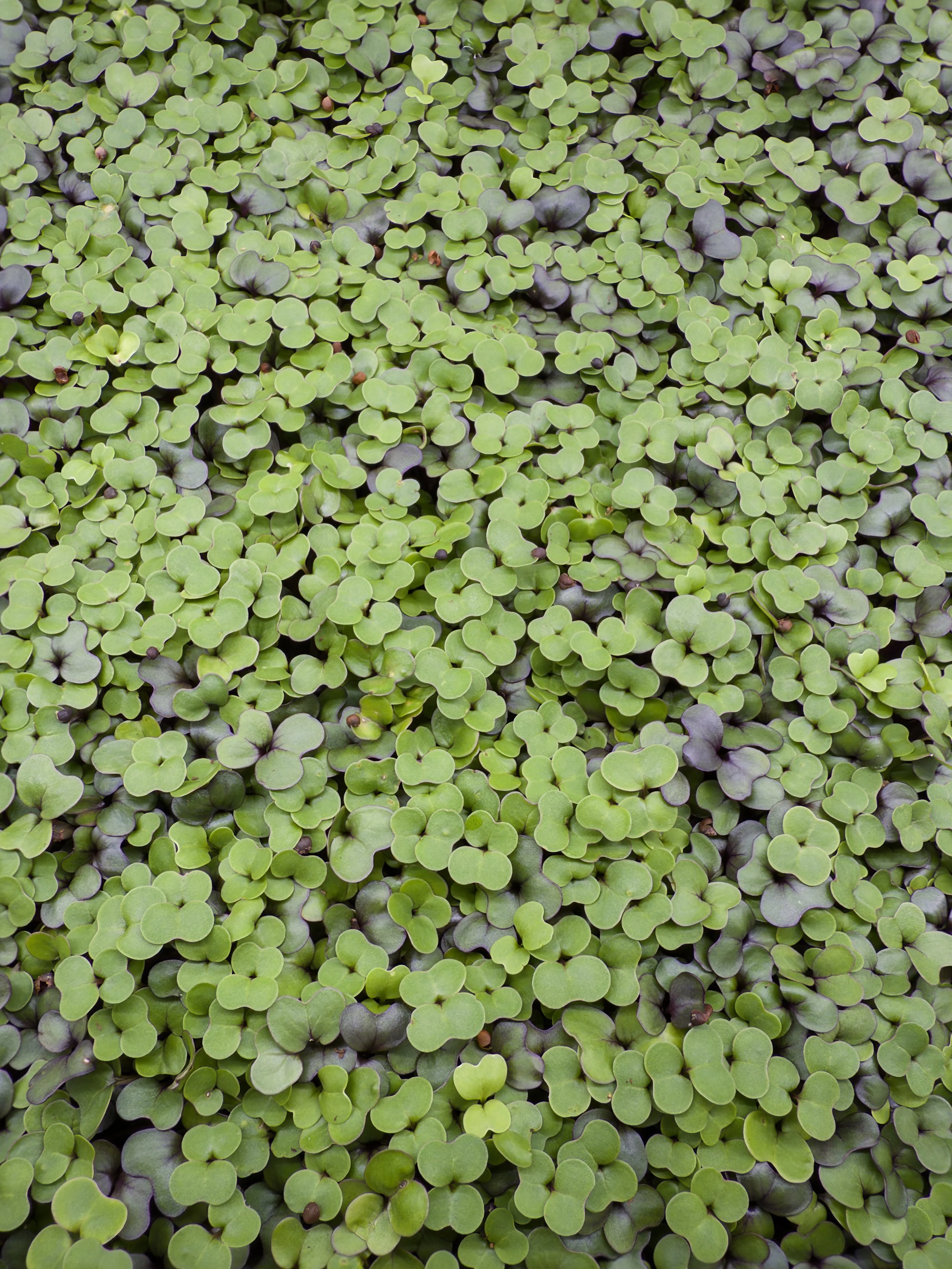 Mild Mix Microgreens (2 oz)