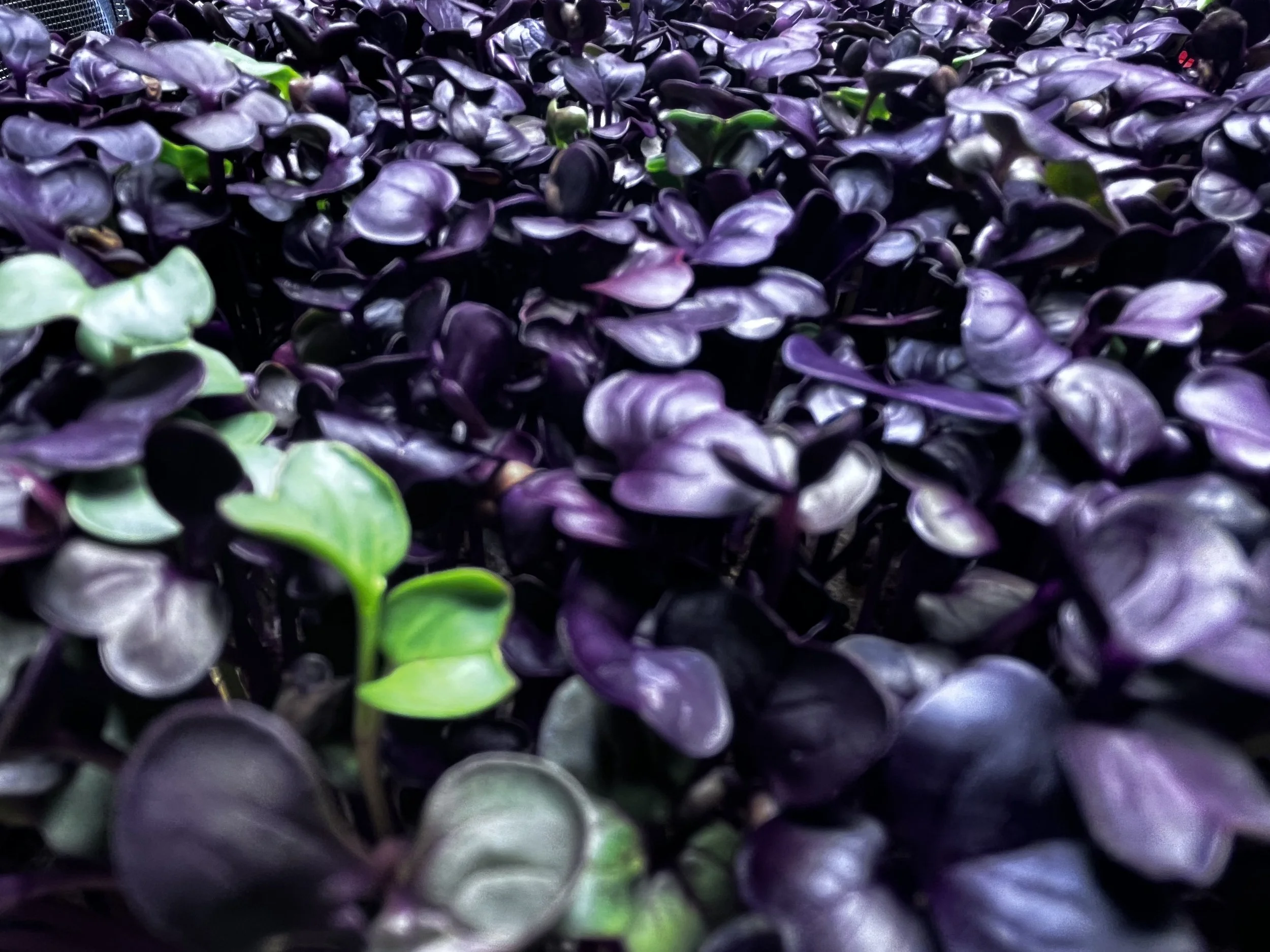 Radish Microgreens (2 oz)
