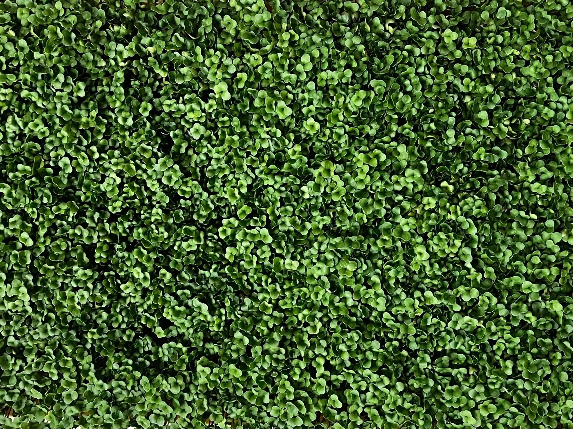 A dense wall of green leafy plants with small, rounded leaves.