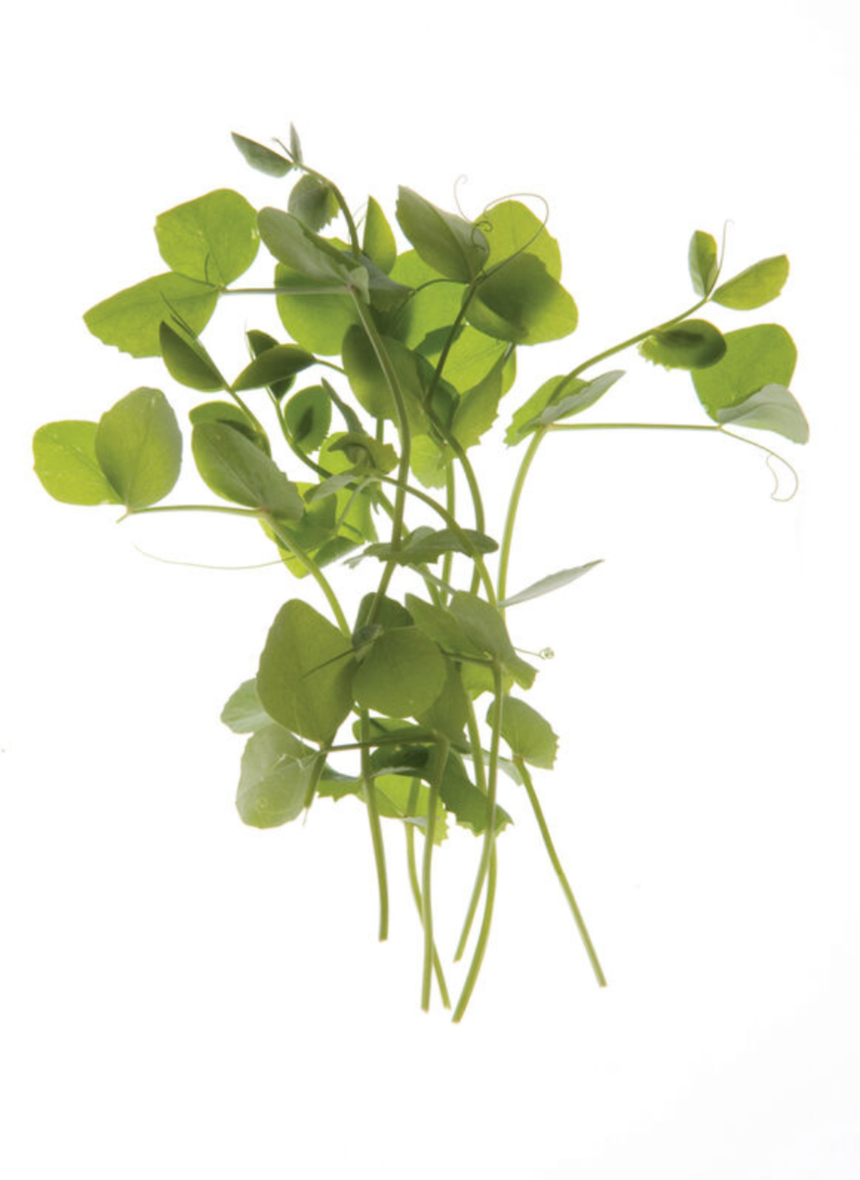 Pea Microgreens (3 oz)