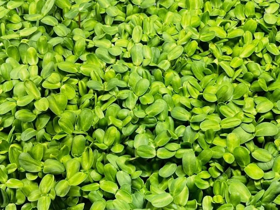 Sunflower Microgreens (4 oz)