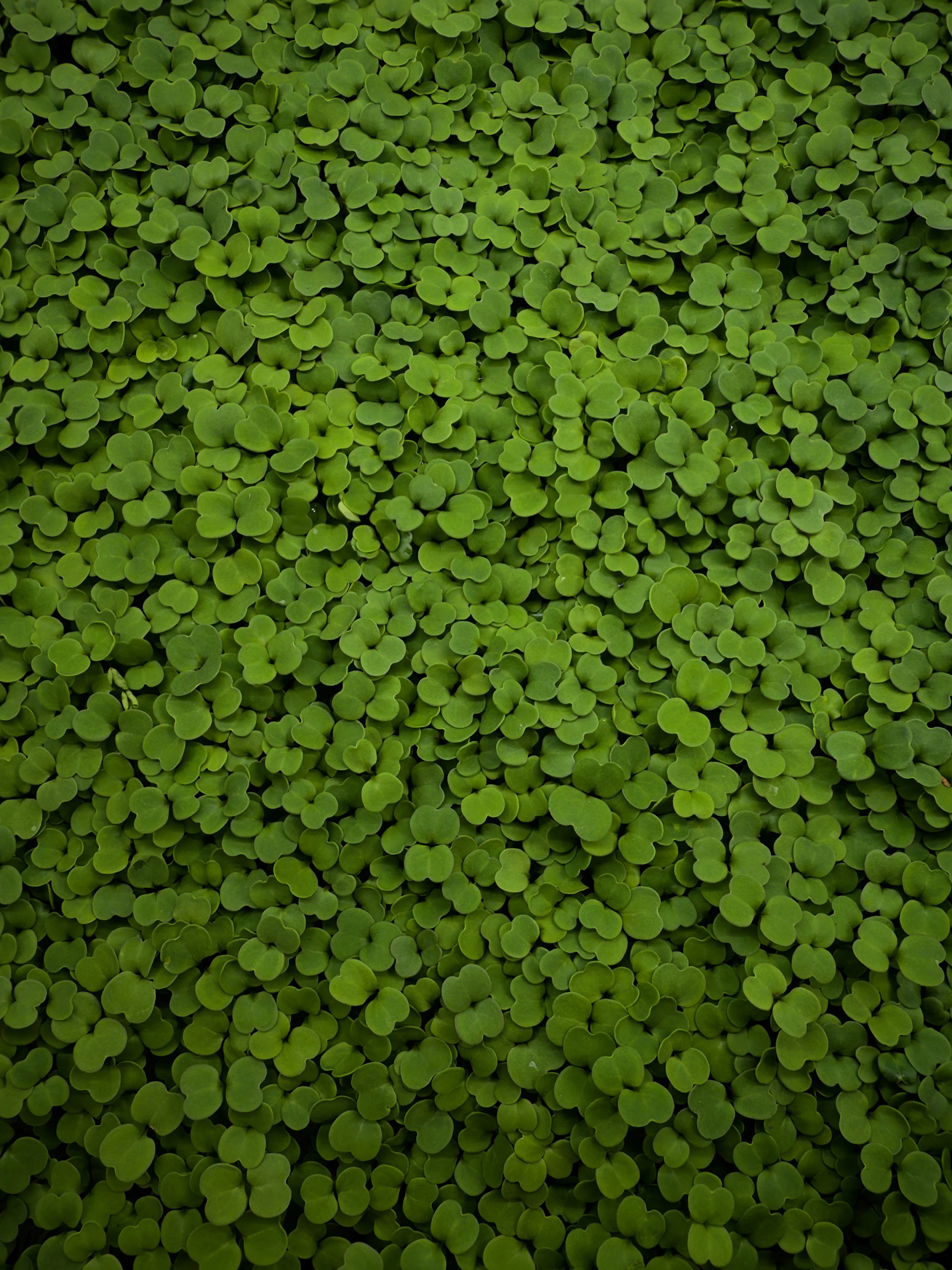Arugula Microgreens (2 oz)