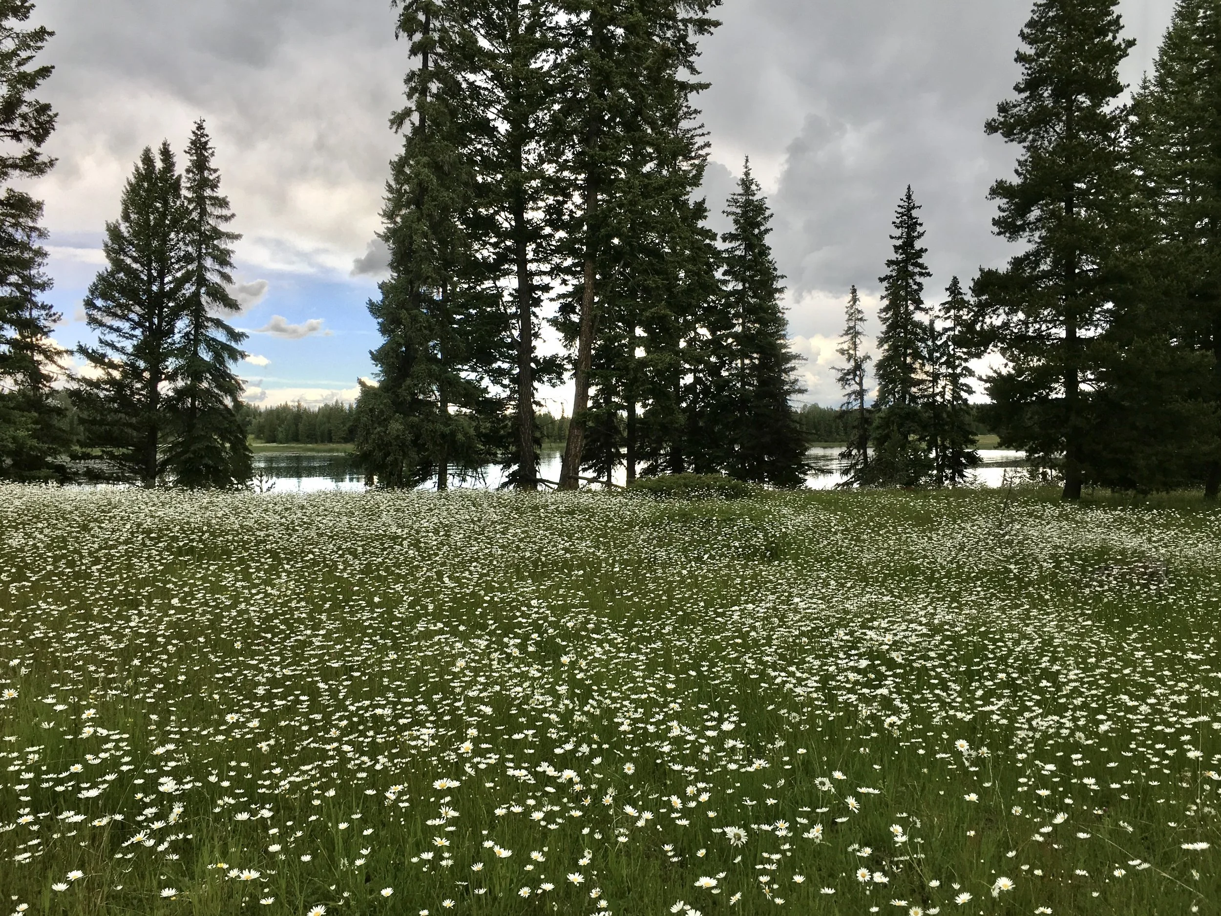 What you should know before buying a property.