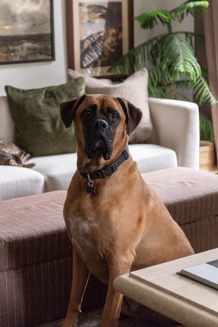 A fawn Mastiff and Boxer dog with a black collar sits in a transitional living room with vintage artwork and a white couch.