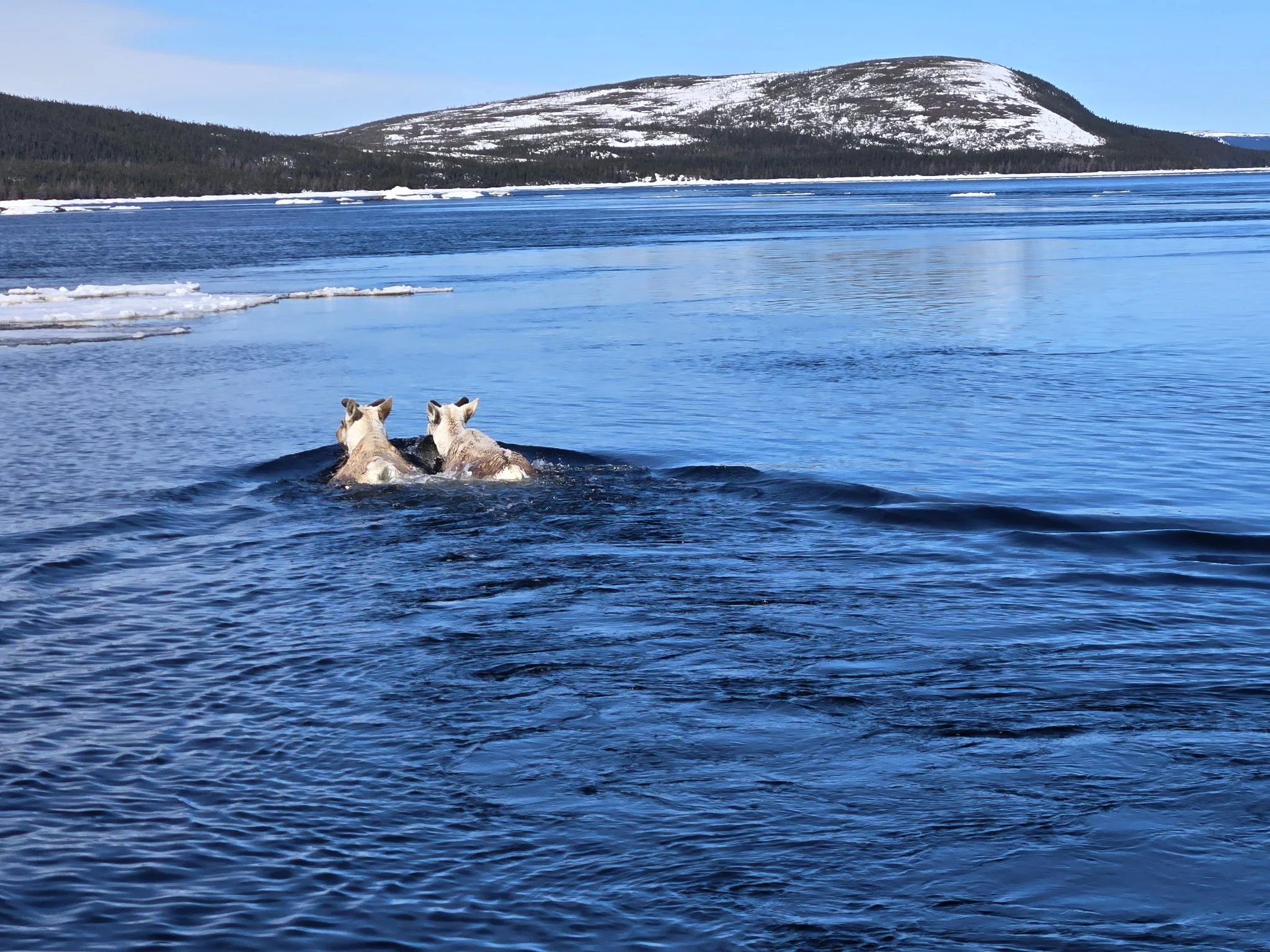 Caribou