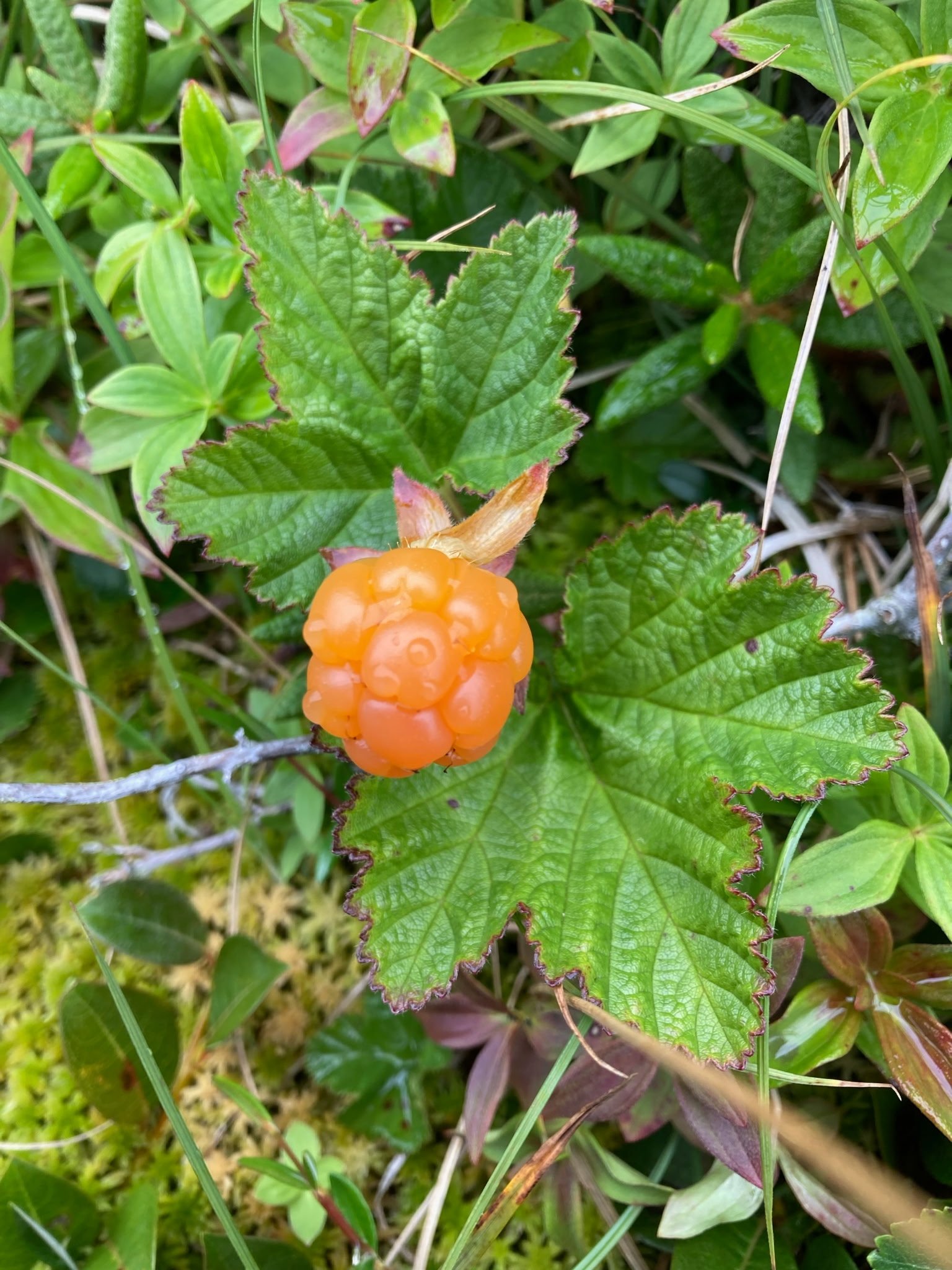 Forage for baked apples