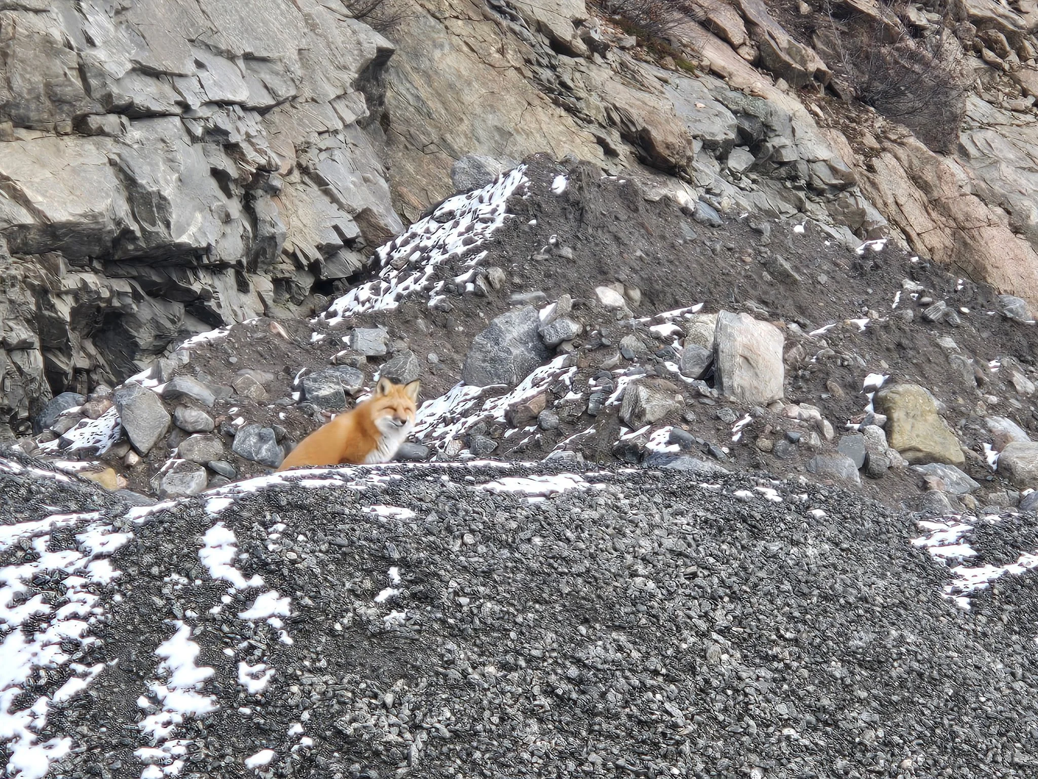 A plethora of wildlife at your doorstep
