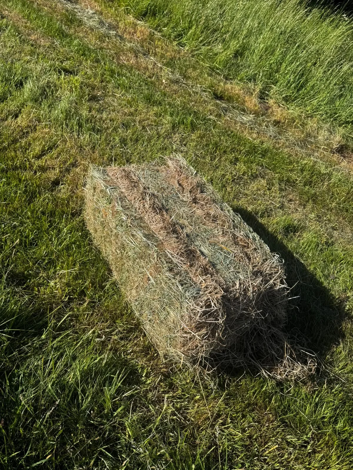 Small Bale Hay - wildflower meadow,  organic in conversion