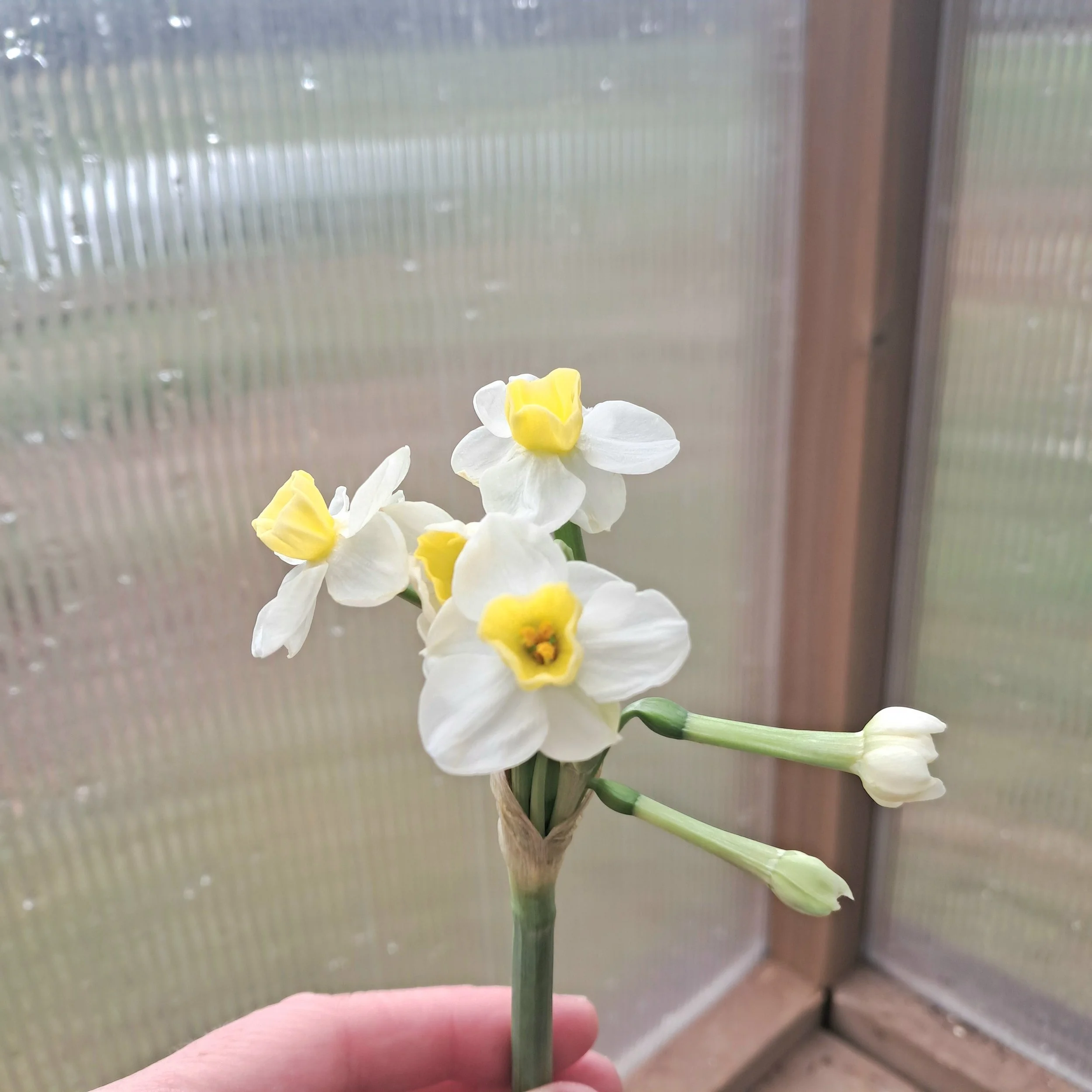 Daffodil varieties to try