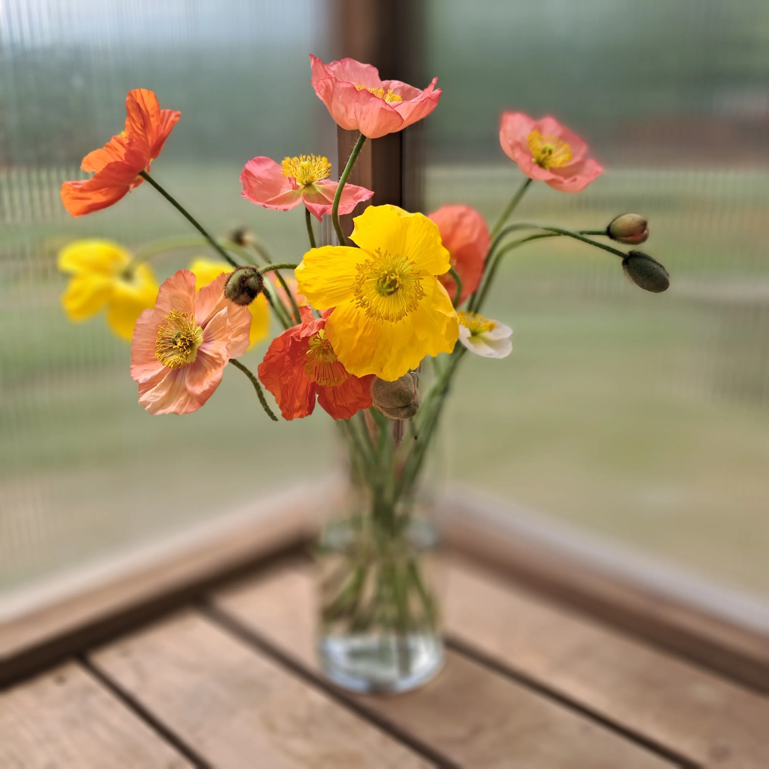 Yes, you can grow winter blooming Poppies!