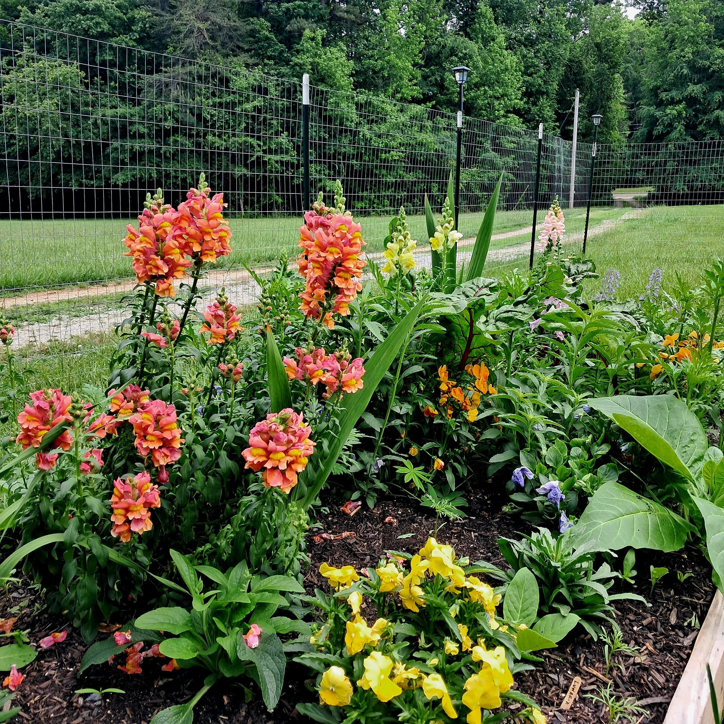 Tips for growing flowers in a drought