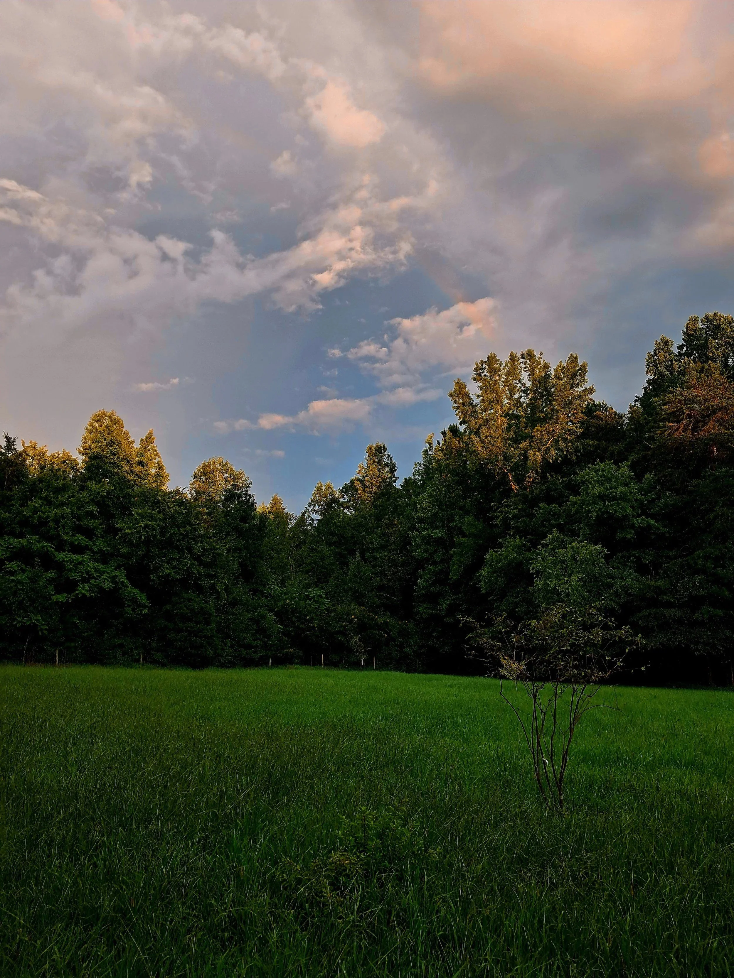 A lush green grassy field with a small tree, surrounded by tall trees in the background and a partly cloudy sky above.