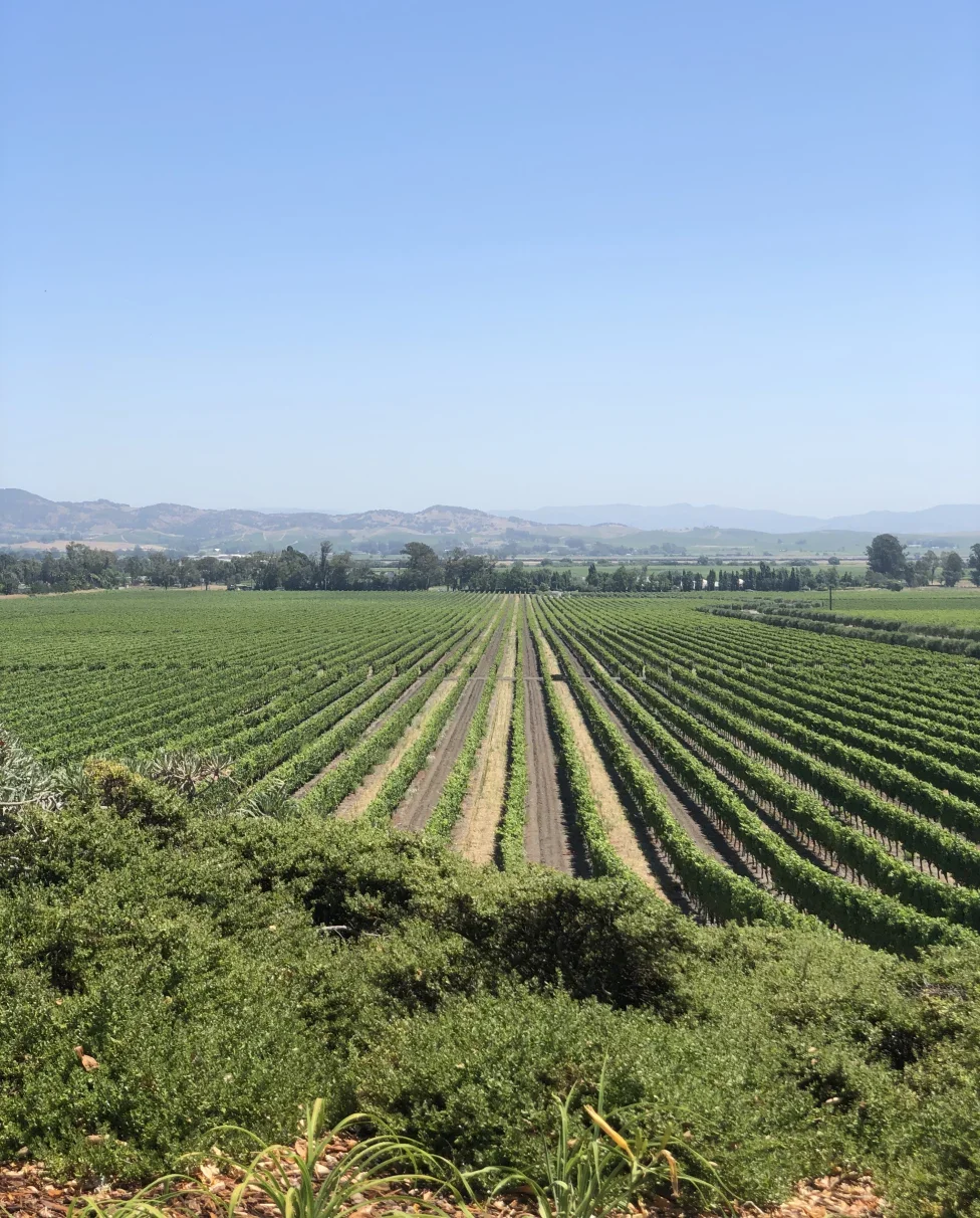 Top Sonoma Hotels for Your Perfect Wine Country Getaway