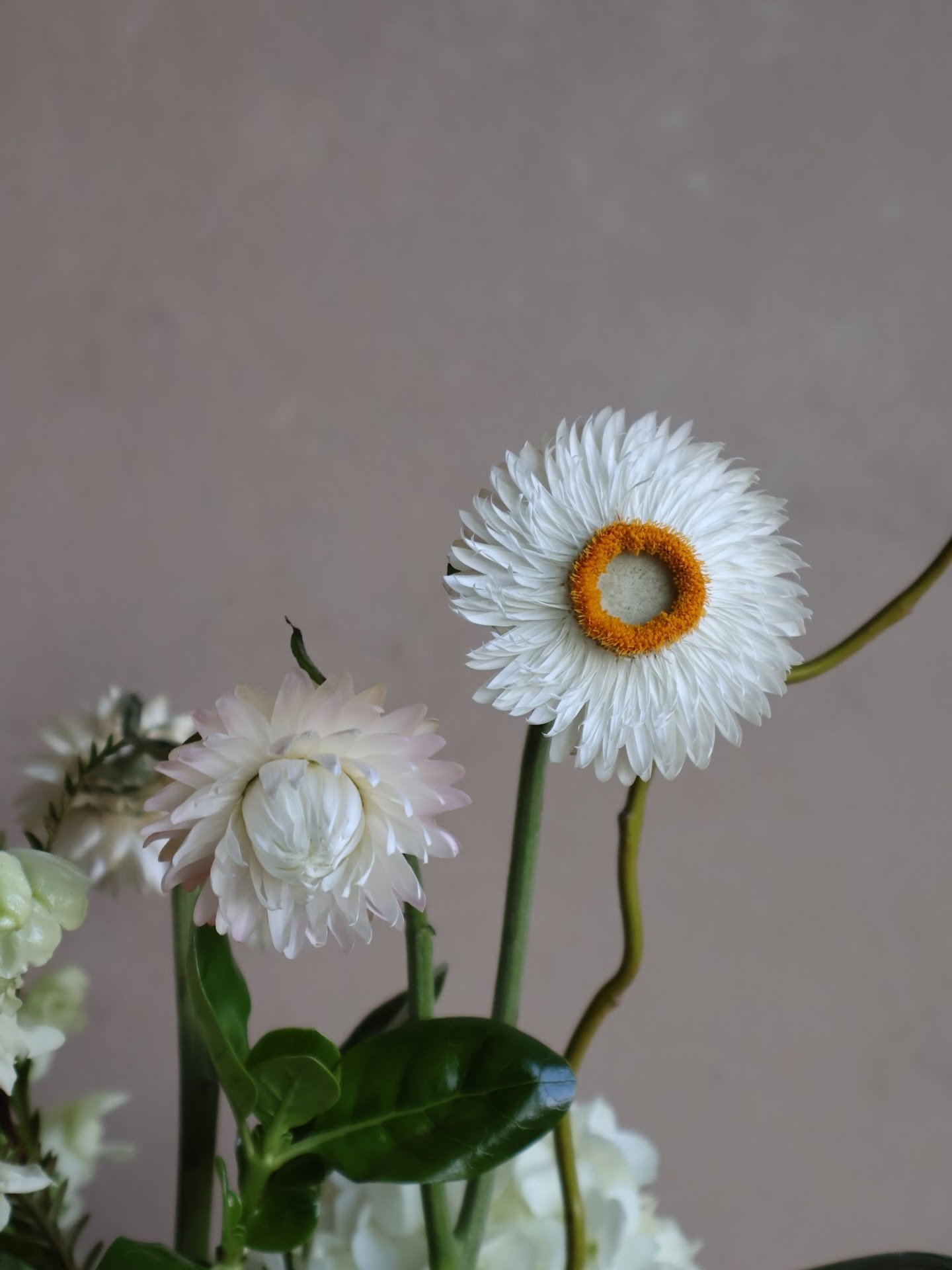 Strawflower Stunners!🤍

Also called Everlasting flowers, these beauties aren&rsquo;t just pretty&mdash;they&rsquo;re edible too! Once dried, they can be pressed into icings or added to drinks for a whimsical touch.

Grab a seasonal bouquet today and
