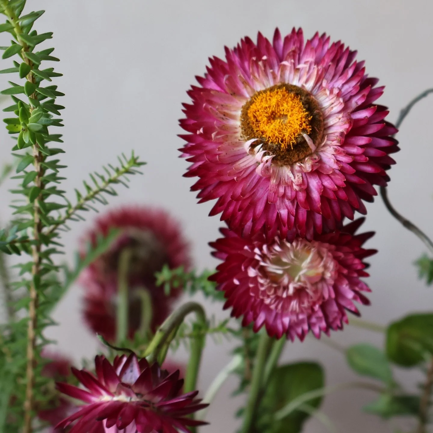 Texture is what makes a bouquet feel elevated.

Not just color.

Smooth petals next to something spiky.
Soft layers against crisp structure.
Airy movement beside bold form.

This is what creates depth.

Which texture speaks to you?

Soft + layered
Bo