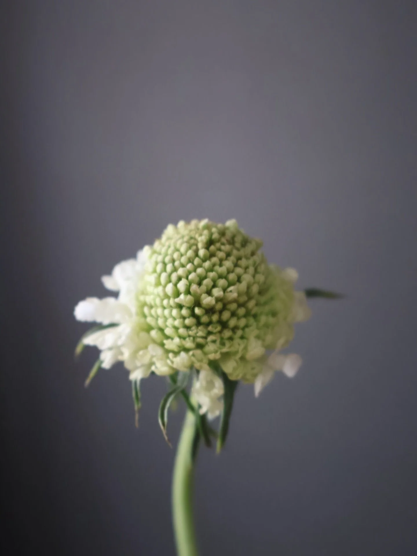 Every arrangement begins with a single stem.

Don&rsquo;t underestimate small beginnings.
They&rsquo;re where everything beautiful starts.

#JoonAndBloom #IntentionalDesign #RefinedFlorals #FloralInspiration #OmahaFlorist