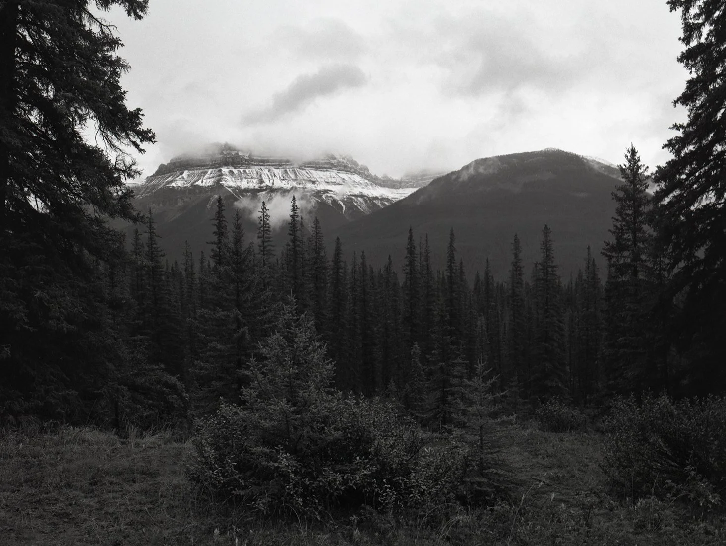 Mountain Range and Tree Line small.jpg