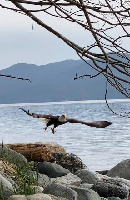 An Eagle, flying over a rocky shoreline with water and mountain in the background, and tree branches overhead.