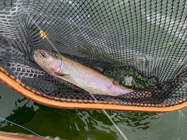 A fish caught in a net in the water