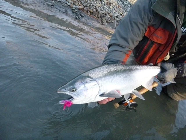 Person holding a large fish caught in a river, with the fish having a pink lure in its mouth.