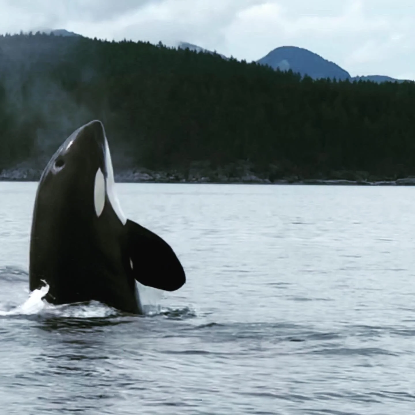 A killer whale jumping out of the water with forested mountains in the background.