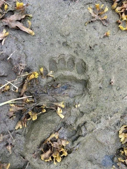 Dog paw print and claws imprinted in soil surrounded by dry leaves.