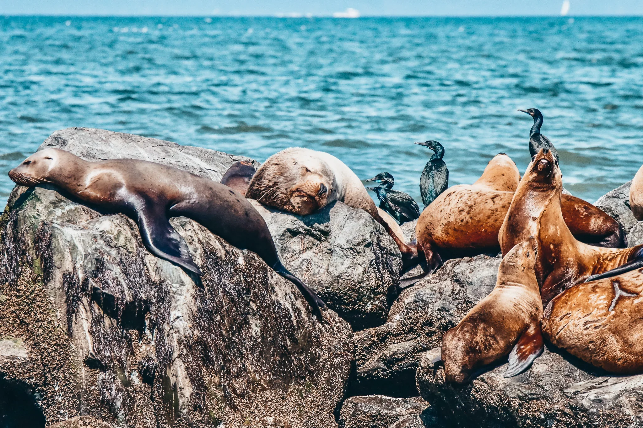 Seal and sea lions resting on rocks near the ocean.