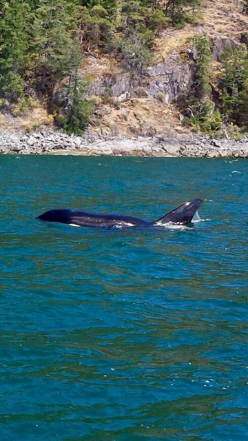 An orca whale swimming in a body of water with a rocky, forested shoreline in the background.