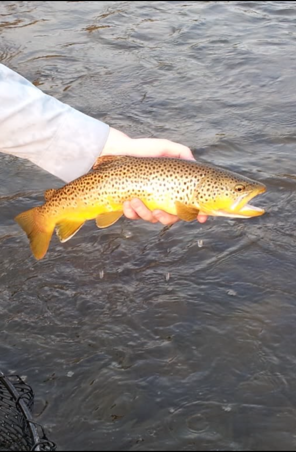 Person holding a large brown trout over water.