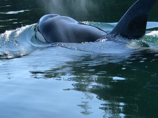 A whale surfacing in the water, showing part of its body and dorsal fin, with water splashing around.