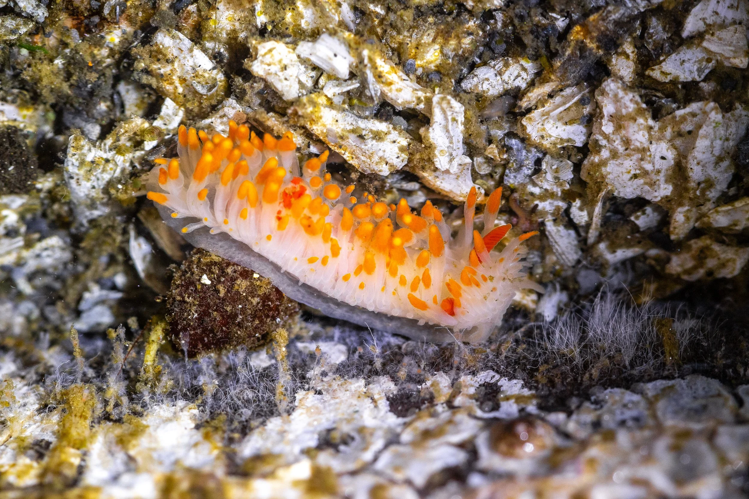 Exploring Seattle Naturalists' Favorite Tidepooling Spots