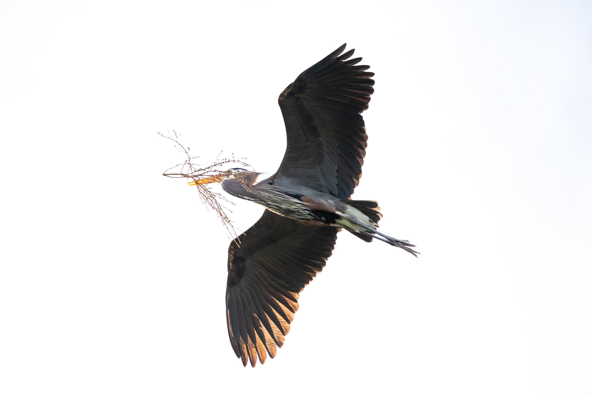 Seattle Naturalists’ Event Roundup: December 1st-7th, 2025