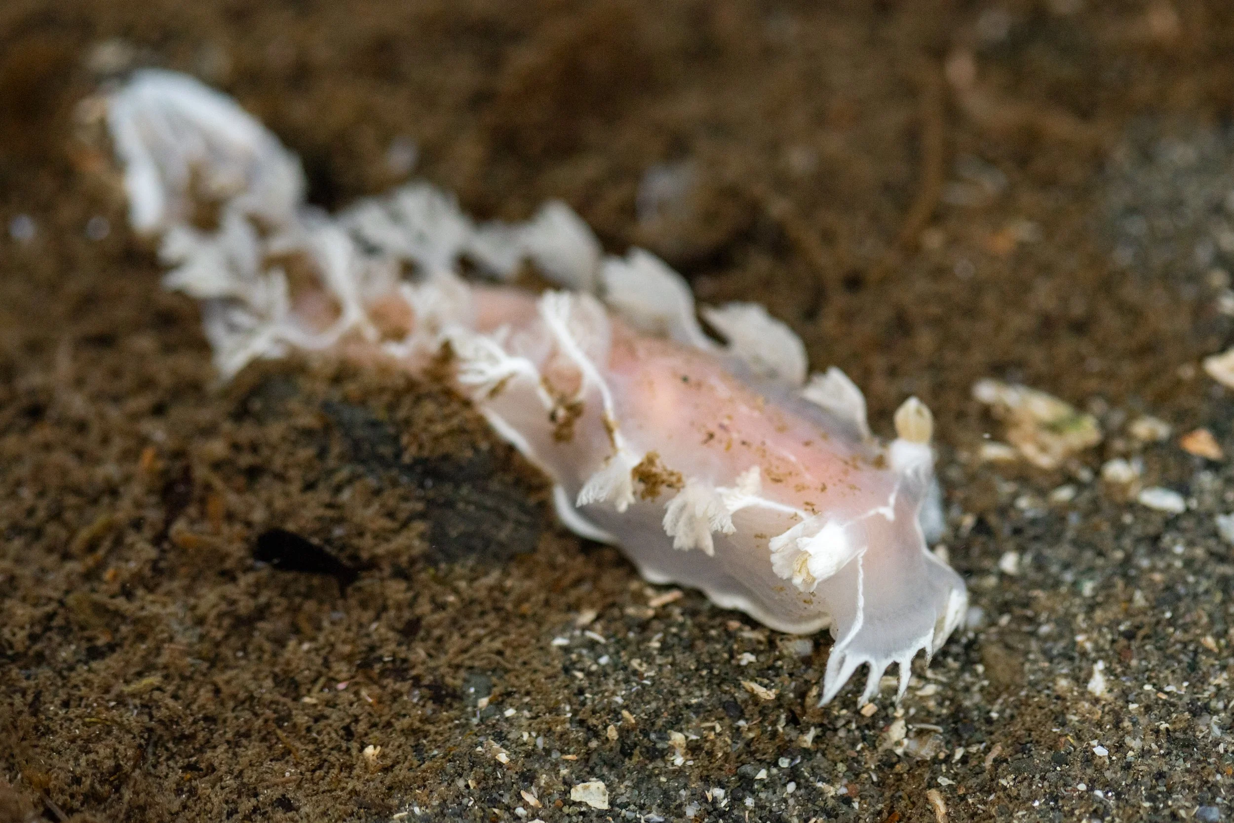 Seattle Naturalists’ Event Roundup: December 15th-21st, 2025