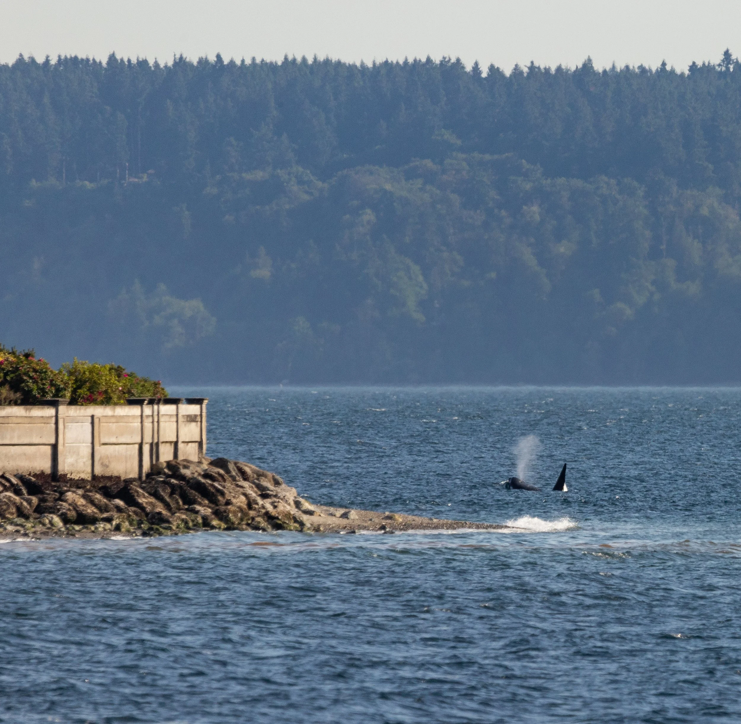 Seattle Naturalists’ Event Roundup: December 8th-14th, 2025