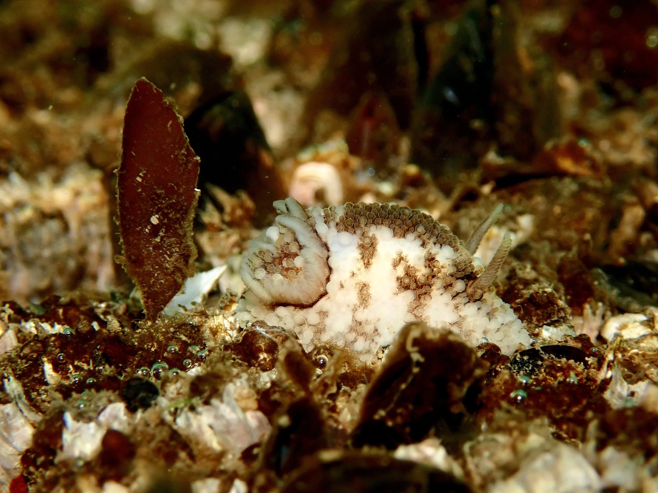 Seattle Naturalists’ Event Roundup: February 2nd to February 8, 2026