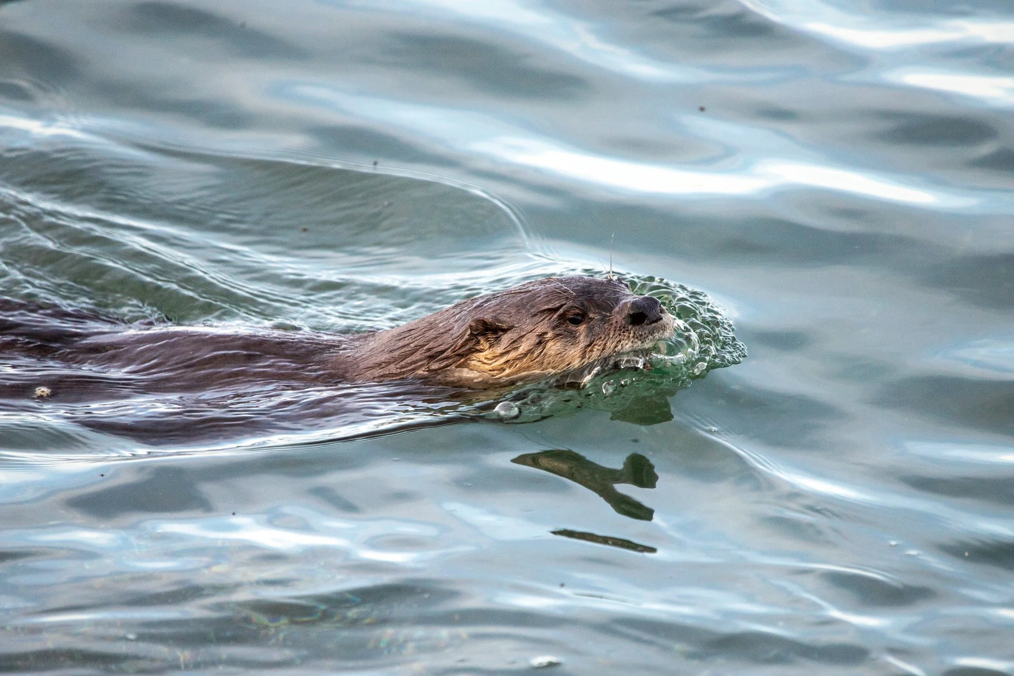Seattle Naturalists’ Event Roundup: February 9th to February 15, 2026