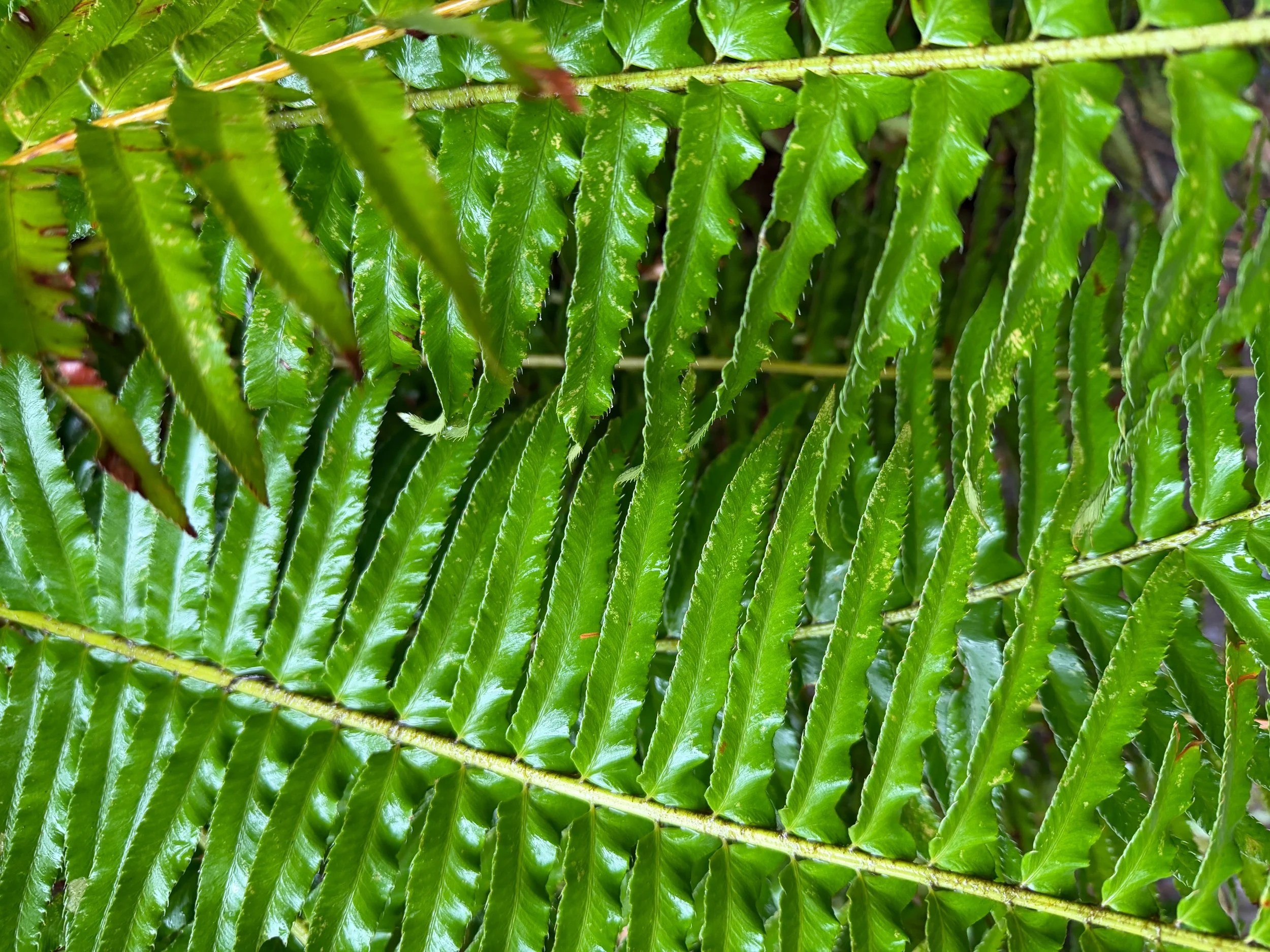 Seattle Naturalists’ Event Roundup: February 23rd to March 1, 2026