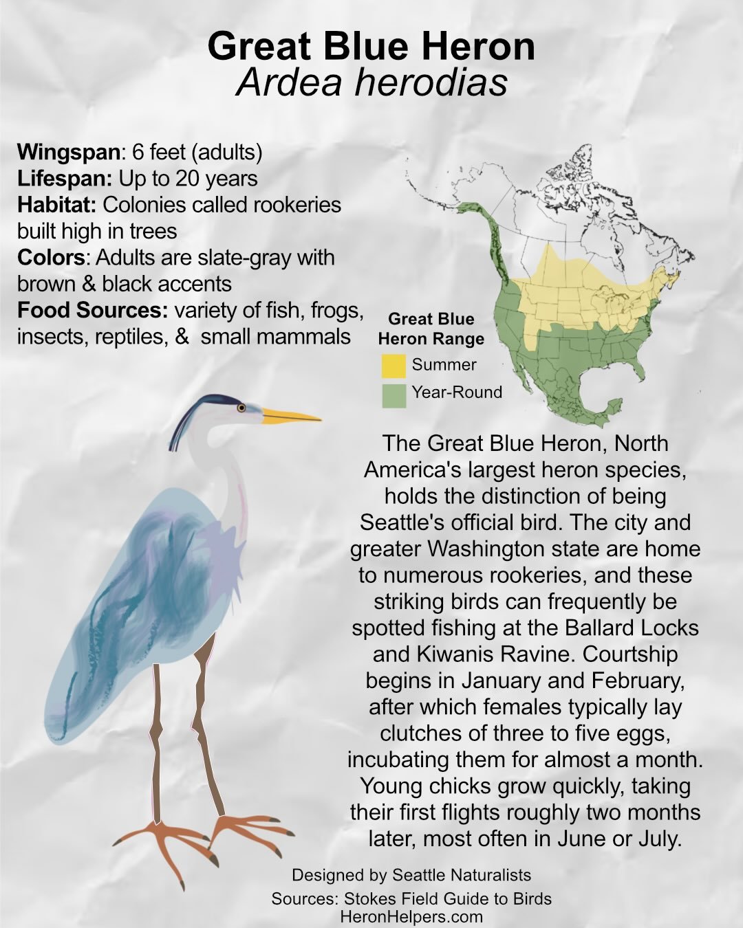 There&rsquo;s something about great blue herons that we love. Maybe it&rsquo;s because they&rsquo;re my best friend&rsquo;s favorite bird, and the way she talks about them makes everything feel grounded. 

Or maybe it&rsquo;s the way their long legs 