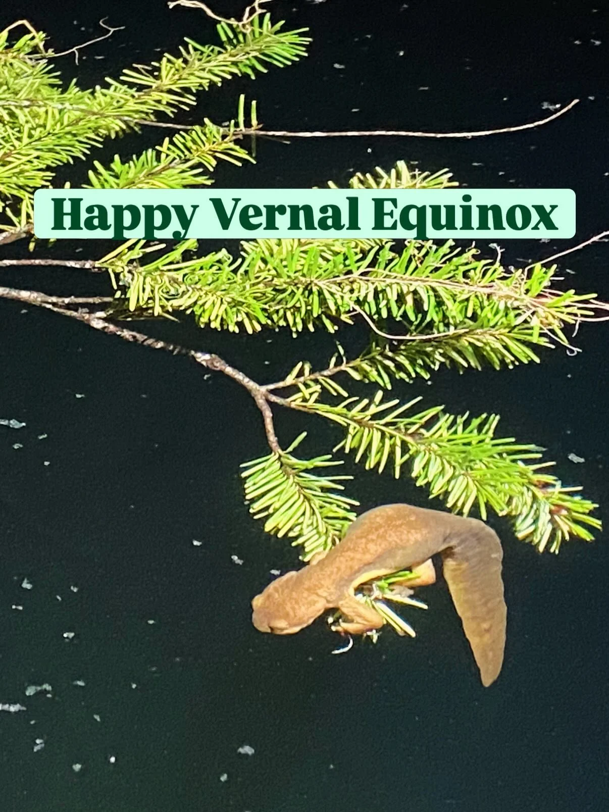 Happy Spring!! We love rough-skinned newts (Taricha granulosa) and its peak amphibian breeding season!! 

They are primarily found in forested terrestrial habitat but their breeding habitats include ponds, wetlands, lakes, road ditches, and some cree