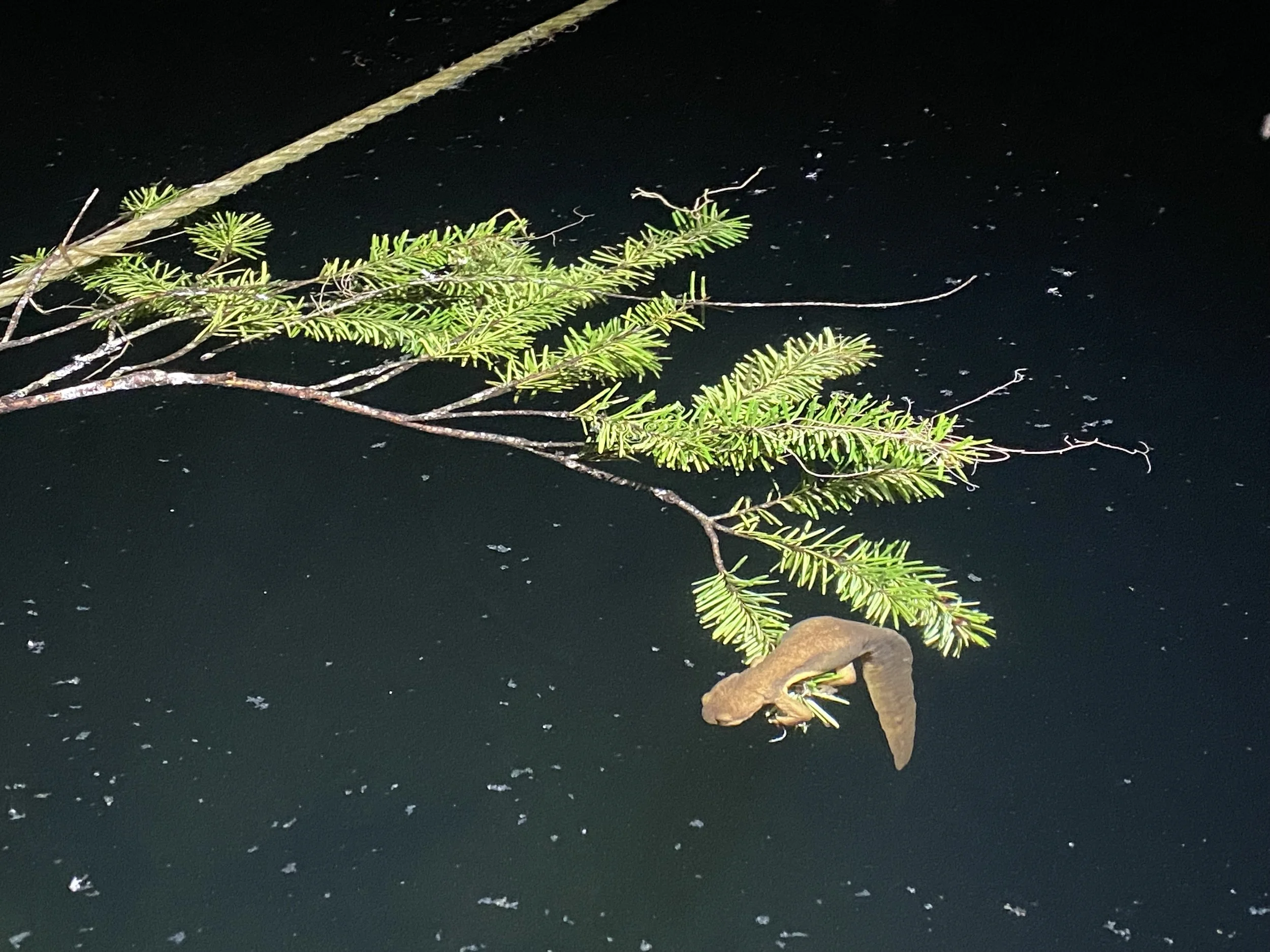 Seattle Naturalists’ Event Roundup: March 23rd - March 29th