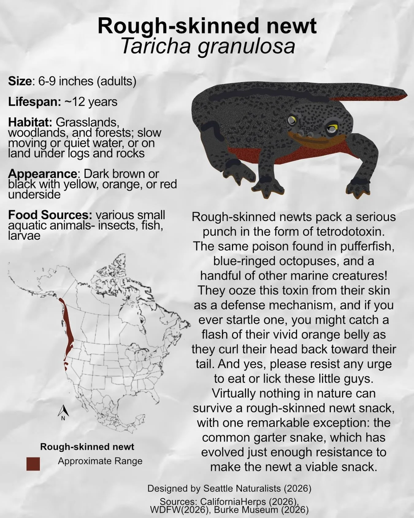 Pls don&rsquo;t lick the newts 🫡 

&mdash;&mdash;&mdash;&mdash;/
Image description:

Rough-skinned newts pack a serious punch in the form of tetrodotoxin. The same poison found in pufferfish, blue-ringed octopuses, and a handful of other marine crea